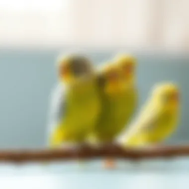 The Importance of Vitamin A for Budgies Summary The Importance of Vitamin A for Budgies Summary