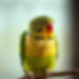The Significance of Organic Parakeet Food Introduction