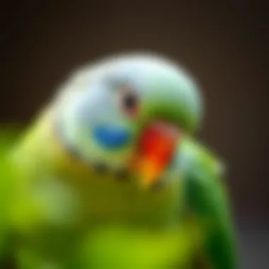 The Significance of Organic Parakeet Food Summary The Significance of Organic Parakeet Food Summary