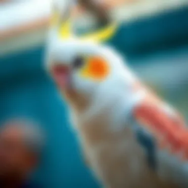 Notable Training a Cockatiel: A Comprehensive Guide Notable Training a Cockatiel: A Comprehensive Guide