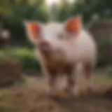 A variety of pig breeds in a serene backyard setting, showcasing their unique features.