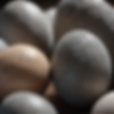 Close-up of African Grey parrot eggs