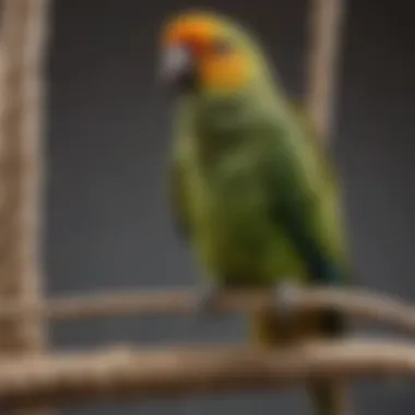 A close-up view of a rope perch with an Amazon parrot