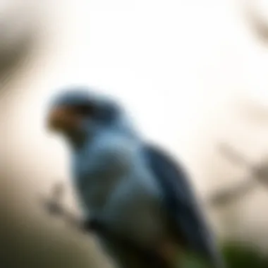 Notable Understanding Avian Full Spectrum Light: Importance and Applications Notable Understanding Avian Full Spectrum Light: Importance and Applications