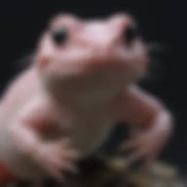 Comparative anatomy between axolotl and other amphibians