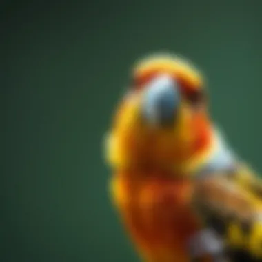 Understanding Bird Collars for Plucking: A Comprehensive Guide Summary Understanding Bird Collars for Plucking: A Comprehensive Guide Summary