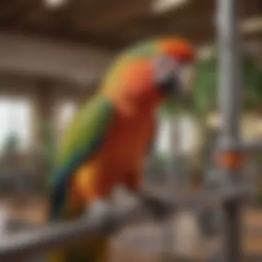 A parrot exploring a multi-level jungle gym with various enrichment items.