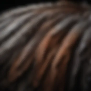 Close-up of bird feathers during ultrasound