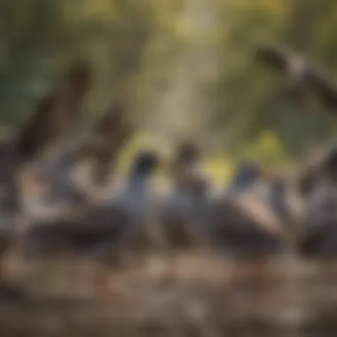 A flock of birds engaging in social interactions during migration