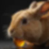 Close-up of rabbit urine showing discoloration