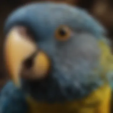 A close-up of a Blue Amazon Parrot's face, highlighting its expressive eyes and unique feather patterns.