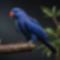 Stunning Blue Eclectus Parrot perched on a branch