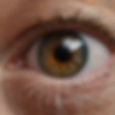 Veterinary Examination of a Rabbit's Eye Veterinary examination of a rabbit's eye