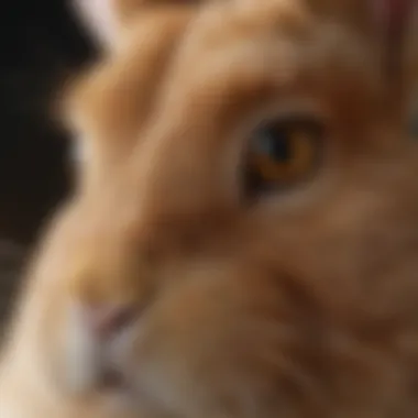 Symptoms of Eye Infections in Rabbits Common symptoms of eye infections in rabbits