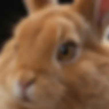 Treatment Options for Rabbit Eye Infections Treatment options for rabbit eye infections