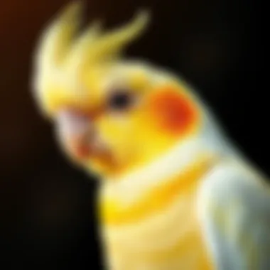 Understanding Cockatiel Beak Grinding Introduction Understanding Cockatiel Beak Grinding Introduction
