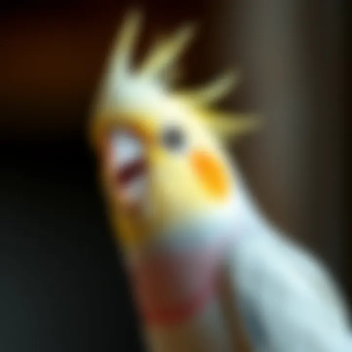 Understanding Cockatiel Beak Grinding Summary
