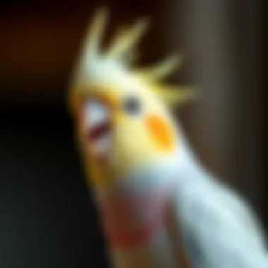 Understanding Cockatiel Beak Grinding Summary Understanding Cockatiel Beak Grinding Summary