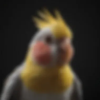 A cockatiel being treated with mite spray