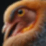Close-up of a bird's reproductive system