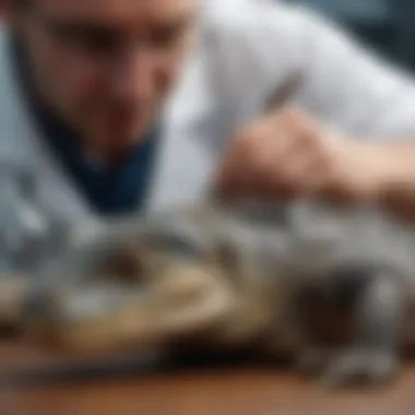 Veterinarian examining a reptile in a clinical setting