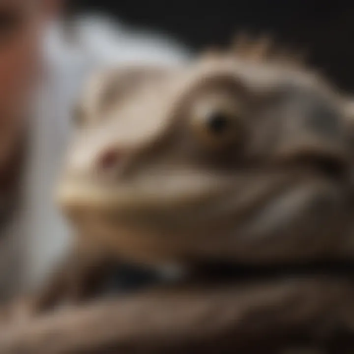 Close-up of a reptile being examined at a veterinary clinic