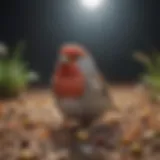 A vibrant assortment of seeds suitable for finches