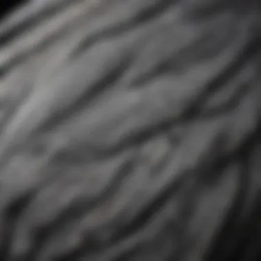 Close-up of a grey bird with intricate feather patterns