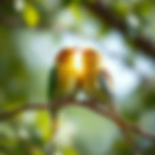 Understanding Love Birds: A Comprehensive Guide Introduction