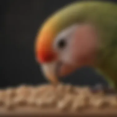 Lovebird Enjoying a Nutritional Pellet Close-up of lovebird enjoying a pellet, highlighting its preference