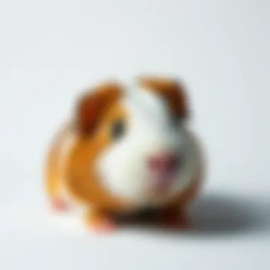Understanding Mange in Guinea Pigs: Insights and Solutions Summary Understanding Mange in Guinea Pigs: Insights and Solutions Summary