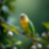 A vibrant parakeet perched on a branch