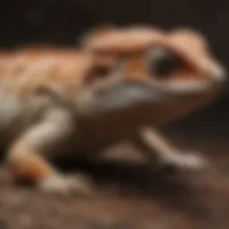 Close-up of a bearded dragon with visible signs of parasitic infection