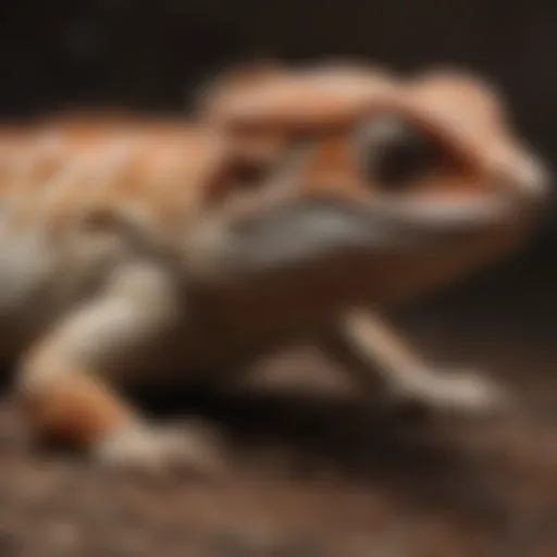 Close-up of a bearded dragon with visible signs of parasitic infection