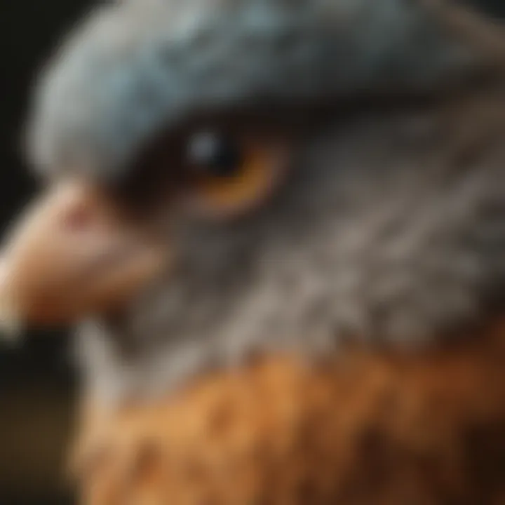 Close-up of symptoms displayed by a sick bird due to plant toxicity