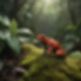 Vibrant poison dart frogs in their natural habitat