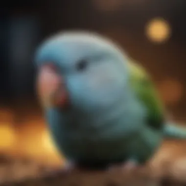 Detailed care guide for parrotlet owners