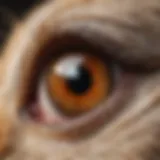 Close-up of a rabbit's eye with signs of infection