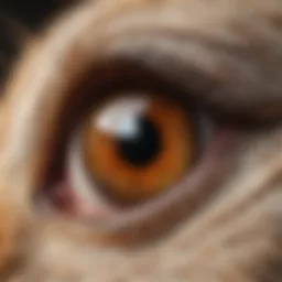 Close-up of a rabbit's eye with signs of infection