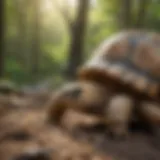 Sulcata tortoise in natural habitat