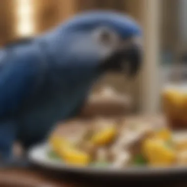 A close-up of a blue parrot enjoying a nutritious meal, highlighting its dietary needs