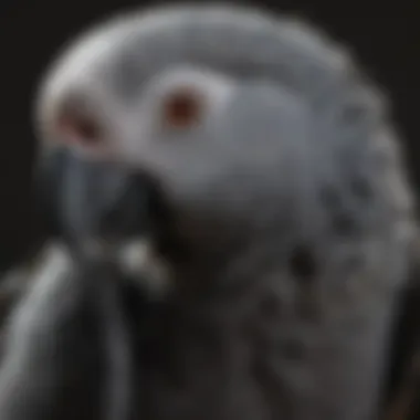 Close-up of African Grey parrot's head showcasing its feathers