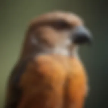 A serene image of a bird wearing an e-collar in a comfortable setting.
