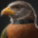 A close-up view of a bird e-collar showcasing its design and features.