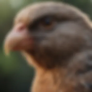 Avian Health Assessment Tools A serene environment showcasing avian health assessment tools
