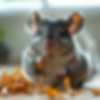 Notable Understanding the Dietary Needs of Chinchillas