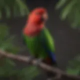 Eclectus parrot perched on a branch displaying vibrant plumage