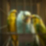 Understanding the Optimal Cages for Quaker Parrots Introduction