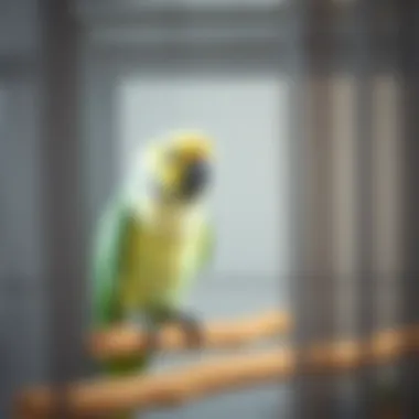 Notable Understanding the Optimal Cages for Quaker Parrots