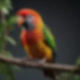 A colorful pocket parrot perched on a branch, showcasing its vibrant feathers.